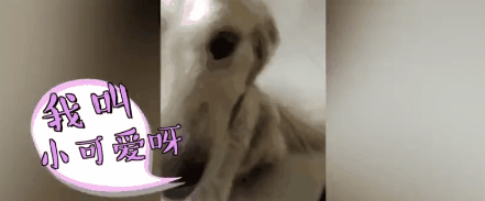 大金毛被偷后认贼作父，被警察解救后，竟然还袭警救小偷？-15.gif