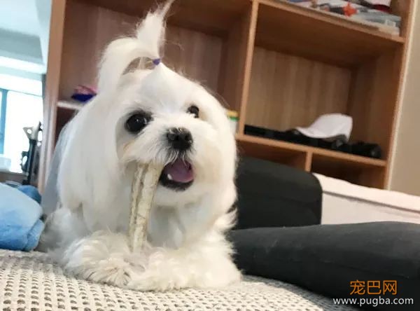鹿角：一根咬起就不舍得放下的磨牙玩具-18.jpeg