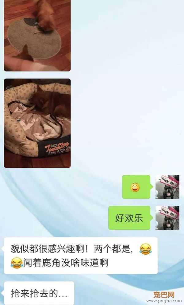 鹿角：一根咬起就不舍得放下的磨牙玩具-15.jpeg
