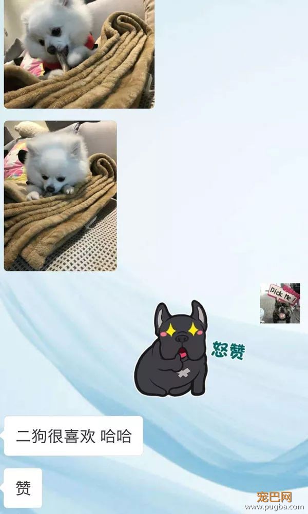 鹿角：一根咬起就不舍得放下的磨牙玩具-17.jpeg