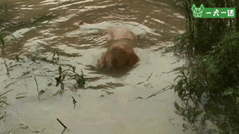 金毛吃喝拉撒都咬着石头，究竟为哪般？-1.gif
