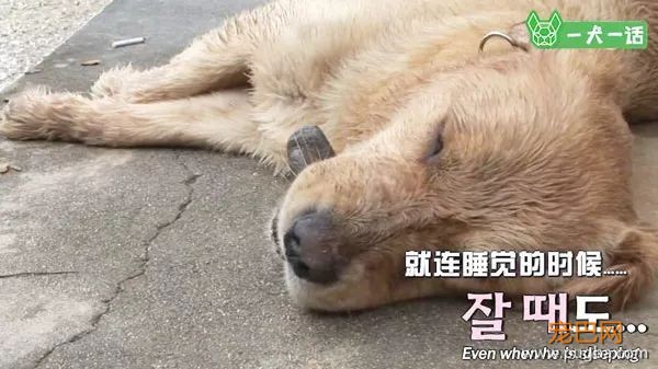 金毛吃喝拉撒都咬着石头，究竟为哪般？-3.jpeg