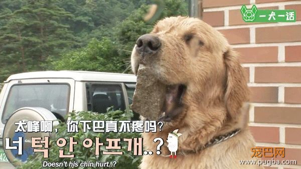 金毛吃喝拉撒都咬着石头，究竟为哪般？-7.jpeg
