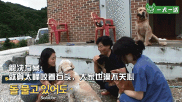 金毛吃喝拉撒都咬着石头，究竟为哪般？-10.gif