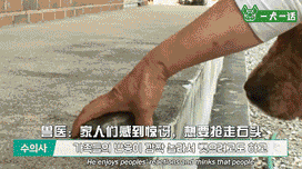 金毛吃喝拉撒都咬着石头，究竟为哪般？-9.gif