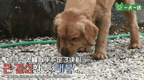 金毛吃喝拉撒都咬着石头，究竟为哪般？-13.gif