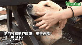 金毛吃喝拉撒都咬着石头，究竟为哪般？-15.gif