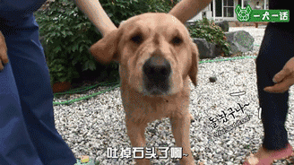 金毛吃喝拉撒都咬着石头，究竟为哪般？-14.gif