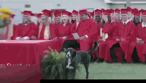 小主人好心带爱犬来见证自己的毕业典礼，结果真的超尴尬...-3.gif