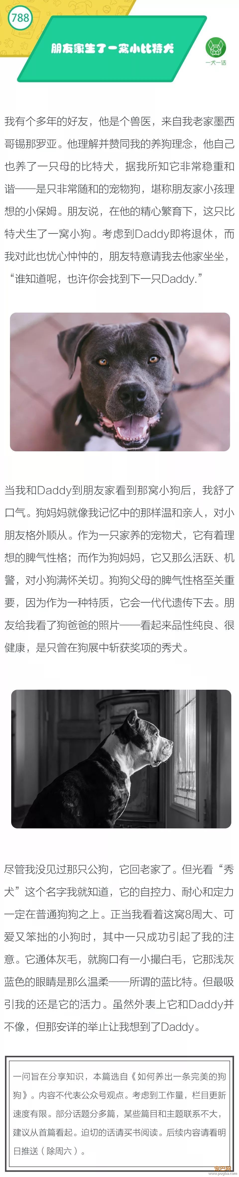 朋友家生了一窝小比特犬-1.jpeg