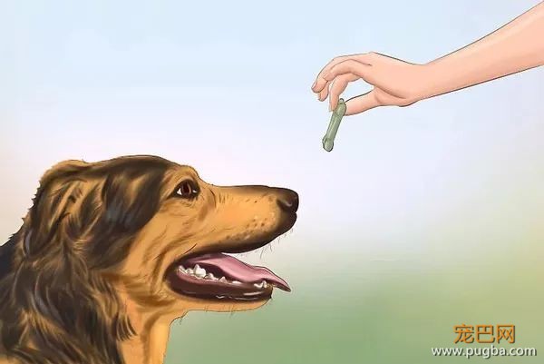 这23件能让狗狗幸福的事，你做到了几件？-14.jpeg