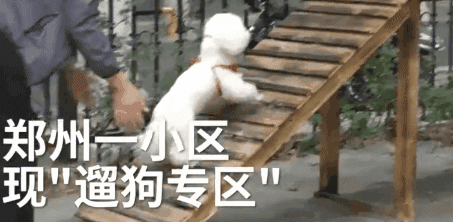 郑州某小区设置遛狗专区：这种操作真的666！-5.gif