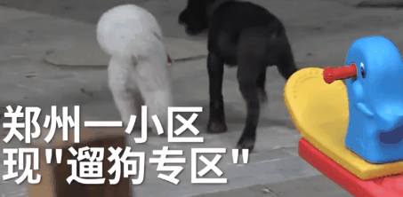 郑州某小区设置遛狗专区：这种操作真的666！-9.gif