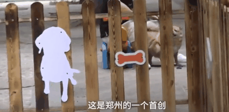 郑州某小区设置遛狗专区：这种操作真的666！-8.gif