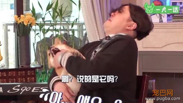 狗狗会欣赏音乐吗？韩国人的调查结果是……-1.jpeg