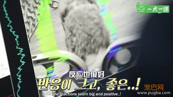 狗狗会欣赏音乐吗？韩国人的调查结果是……-10.jpeg