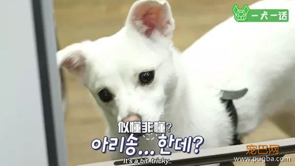狗狗会欣赏音乐吗？韩国人的调查结果是……-9.jpeg