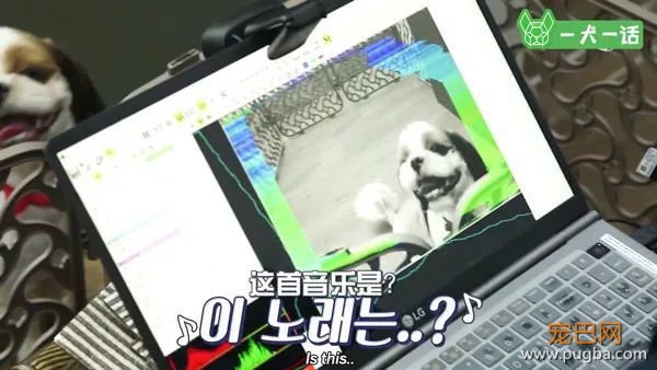 狗狗会欣赏音乐吗？韩国人的调查结果是……-11.jpeg