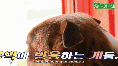 狗狗会欣赏音乐吗？韩国人的调查结果是……-4.gif