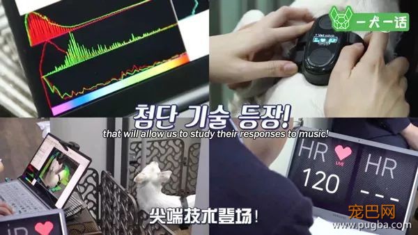 狗狗会欣赏音乐吗？韩国人的调查结果是……-5.jpeg