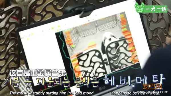 狗狗会欣赏音乐吗？韩国人的调查结果是……-8.jpeg