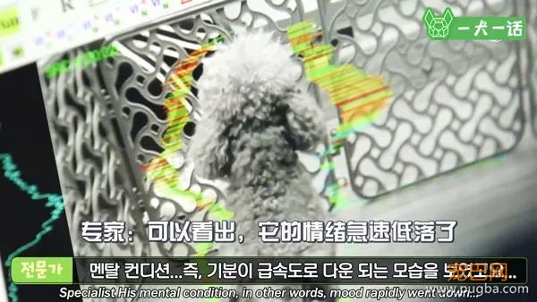 狗狗会欣赏音乐吗？韩国人的调查结果是……-7.jpeg