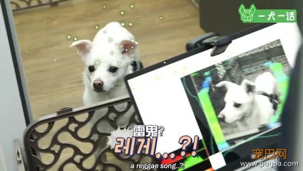 狗狗会欣赏音乐吗？韩国人的调查结果是……-12.jpeg