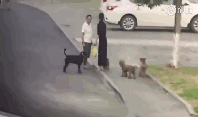 男子护爱犬却被咬伤下体，这种人真的不配养狗！-4.gif