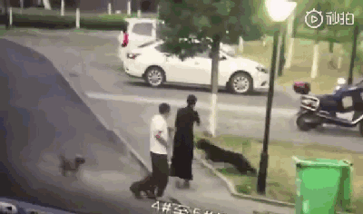 男子护爱犬却被咬伤下体，这种人真的不配养狗！-5.gif