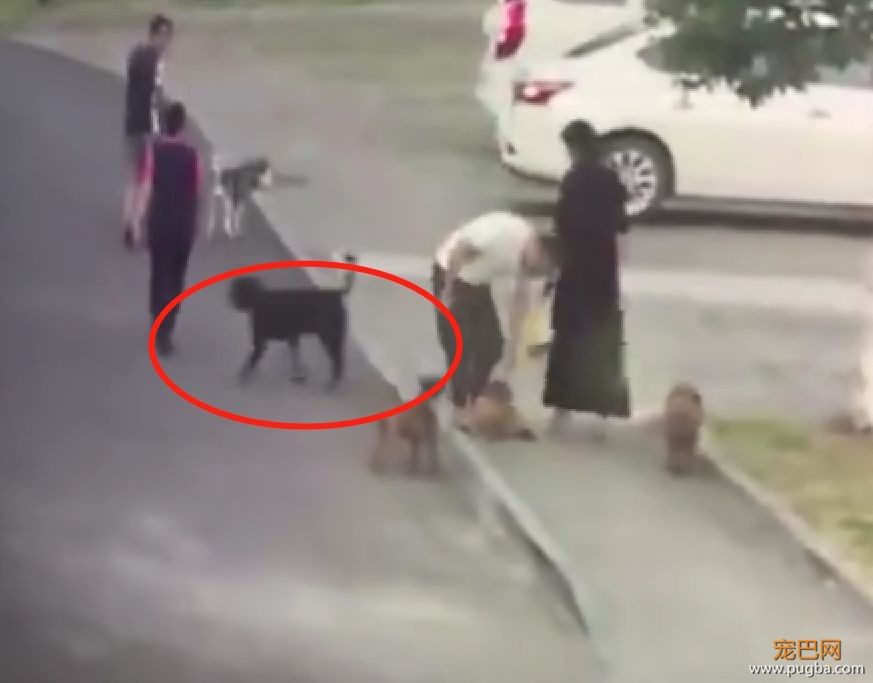 男子护爱犬却被咬伤下体，这种人真的不配养狗！-8.jpeg