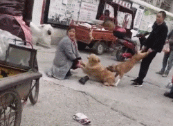 男子护爱犬却被咬伤下体，这种人真的不配养狗！-9.gif