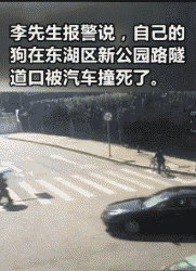 男子护爱犬却被咬伤下体，这种人真的不配养狗！-10.gif