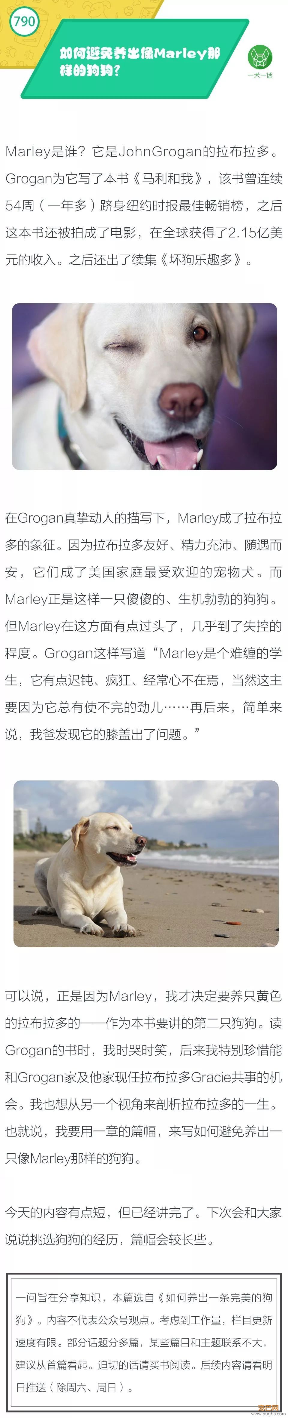 如何避免养出像Marley那样的狗狗？-1.jpeg