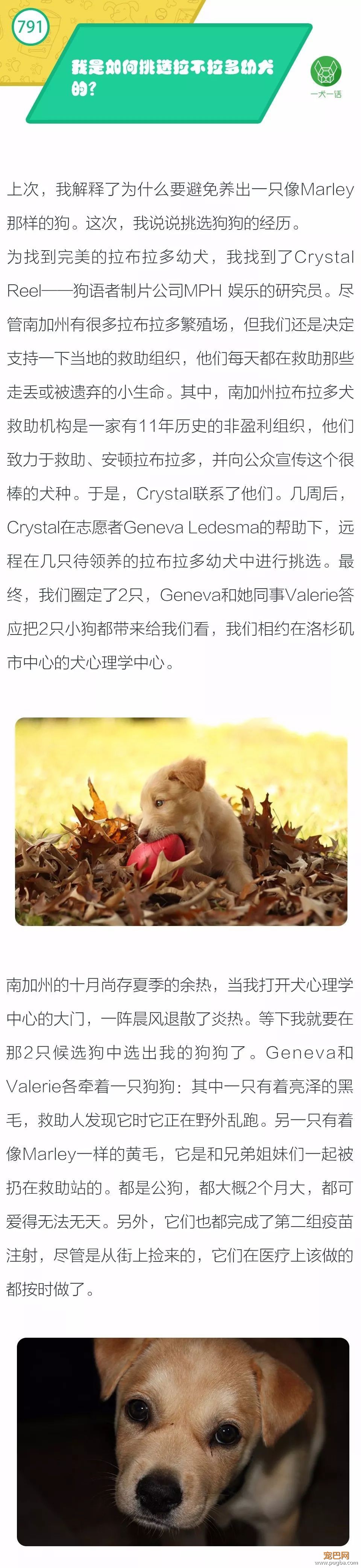 我是如何挑选拉不拉多幼犬的？-1.jpeg