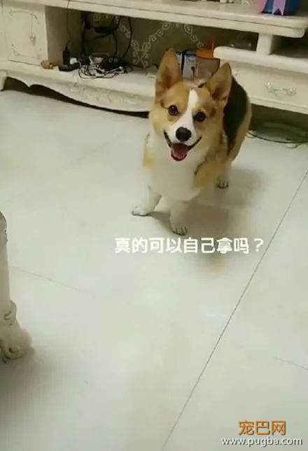 柯基不想吃盆里的狗粮，主人说喜欢吃什么自己去拿后.....-2.jpeg