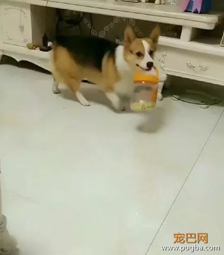 柯基不想吃盆里的狗粮，主人说喜欢吃什么自己去拿后.....-3.jpeg