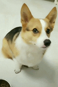柯基不想吃盆里的狗粮，主人说喜欢吃什么自己去拿后.....-4.gif
