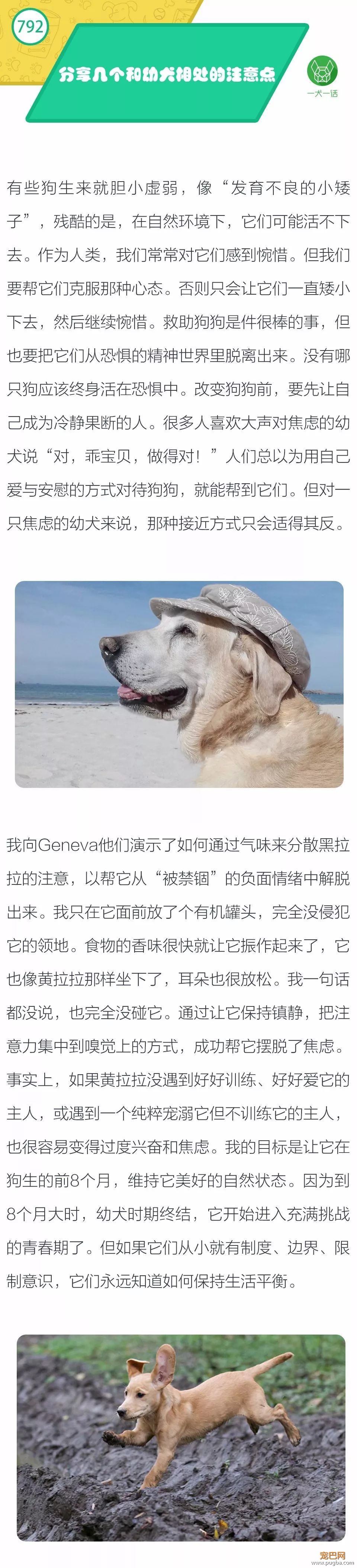 分享几个和幼犬相处的注意点-1.jpeg
