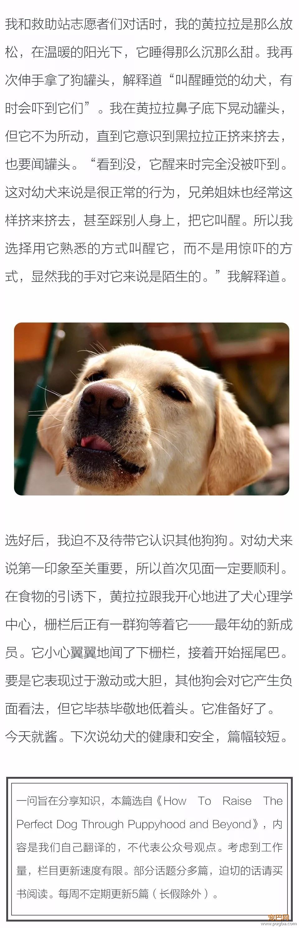分享几个和幼犬相处的注意点-2.jpeg