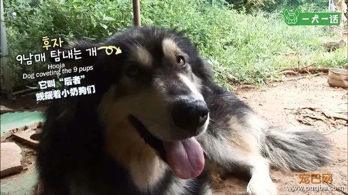 出生自带两个狗妈妈，这窝小狗全世界最幸福-2.jpeg