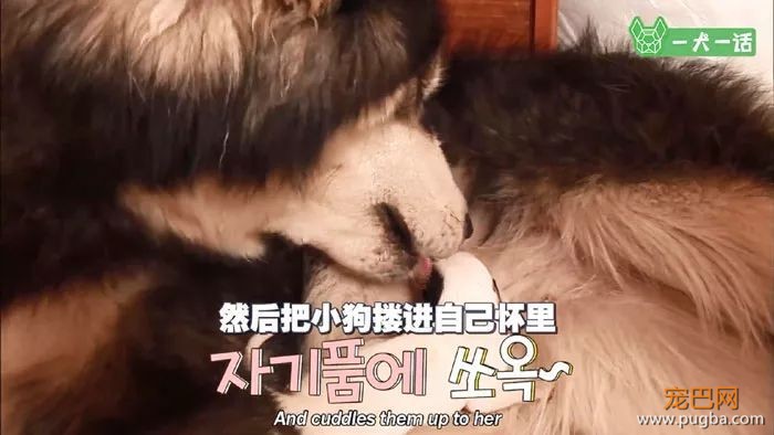 出生自带两个狗妈妈，这窝小狗全世界最幸福-5.jpeg