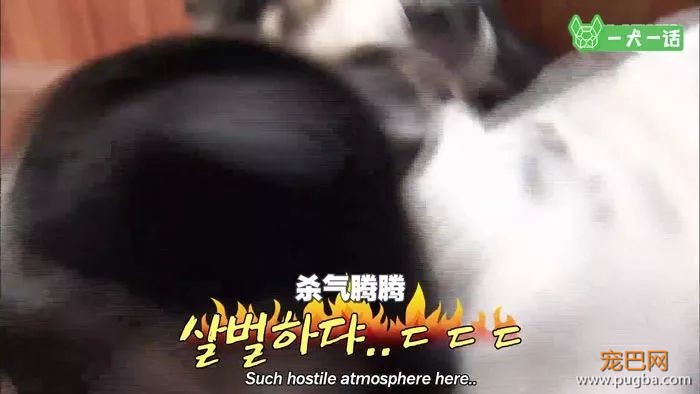 出生自带两个狗妈妈，这窝小狗全世界最幸福-4.jpeg