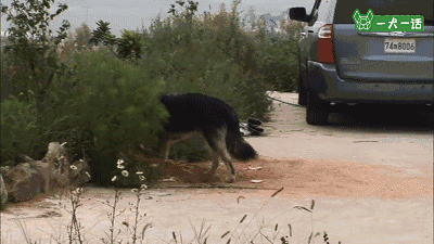 出生自带两个狗妈妈，这窝小狗全世界最幸福-7.gif