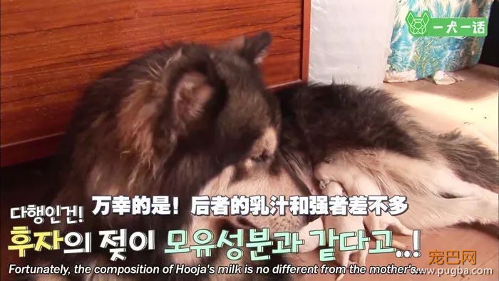 出生自带两个狗妈妈，这窝小狗全世界最幸福-15.jpeg