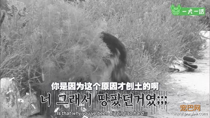 出生自带两个狗妈妈，这窝小狗全世界最幸福-11.jpeg