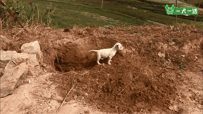 出生自带两个狗妈妈，这窝小狗全世界最幸福-10.gif