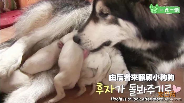 出生自带两个狗妈妈，这窝小狗全世界最幸福-16.jpeg