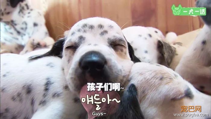出生自带两个狗妈妈，这窝小狗全世界最幸福-17.jpeg