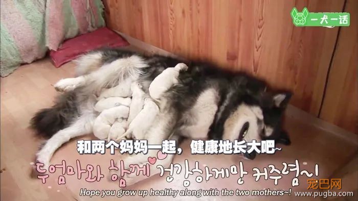 出生自带两个狗妈妈，这窝小狗全世界最幸福-18.jpeg