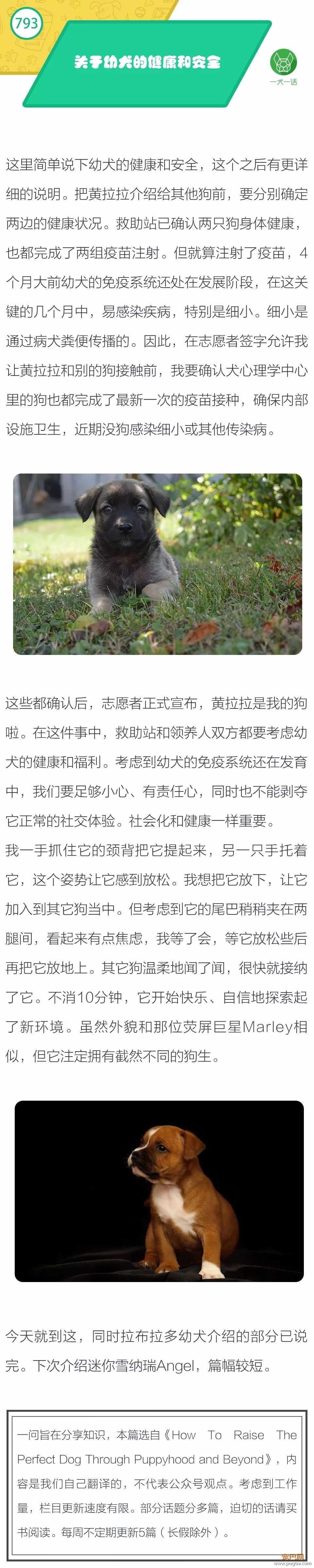 关于幼犬的健康和安全-1.jpeg